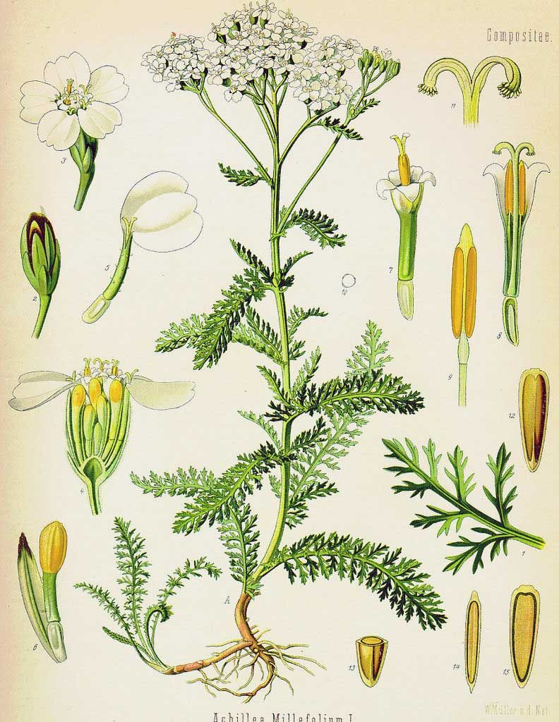 Achillea millefolium Αγριαψιθιά Αχίλλεια