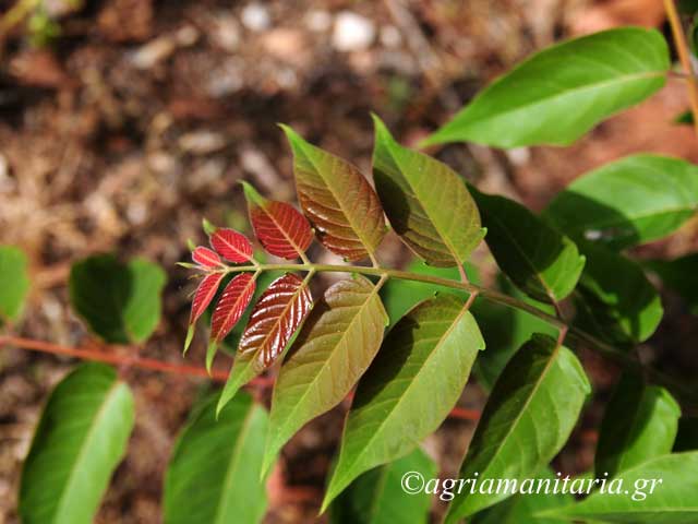 Ailanthus altissima Αΐλανθος Βρωμοκαρυδιά Βρωμούσα