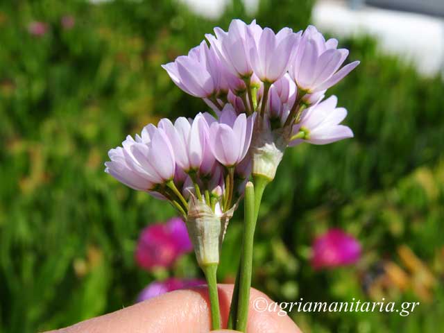 Allium roseum Ρόδινο Αγριόσκορδο