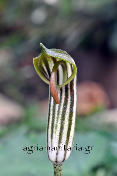 Arisarum vulgare Αρίσαρο