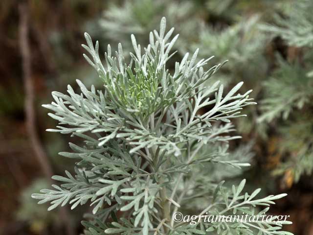 Artemisia arborescens Αρτεμισία η δενδρώδης