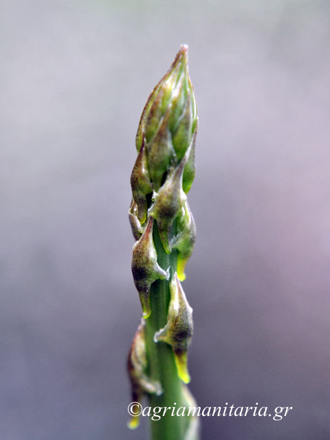 βλαστάρι Asparagus acutifolius Άγριο σπαράγγι