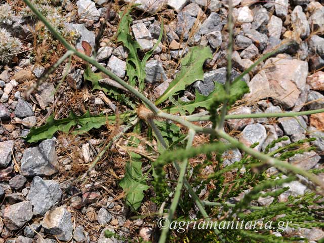 Chondrilla ramosissima Χονδρίλλα η πολυετής
