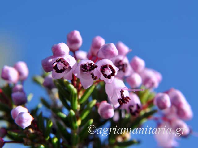 Erica manipuliflora Σουσούρα Ρείκι φθινοπωρινό