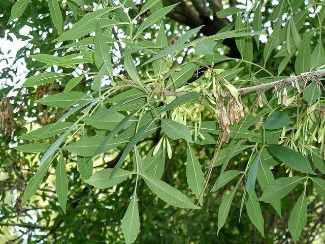 Fraxinus angustifolia Φράξος ο Στενόφυλλος