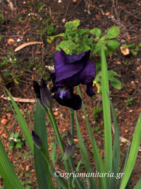 Iris germanica Αγριόκρινος Ίρις η γερμανική
