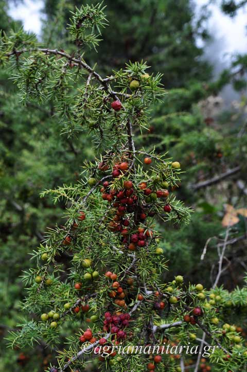 Juniperus oxycedrus Άρκευθος η οξύκεδρος
