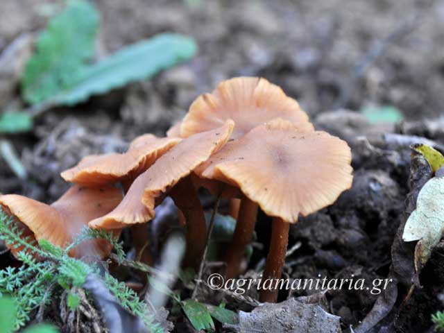 Laccaria laccata Λακκάρια η βαμμένη