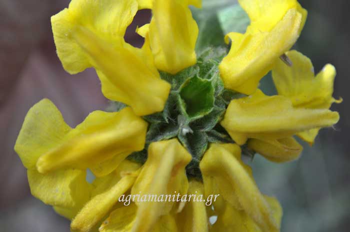 Phlomis fruticosa Ασφάκα