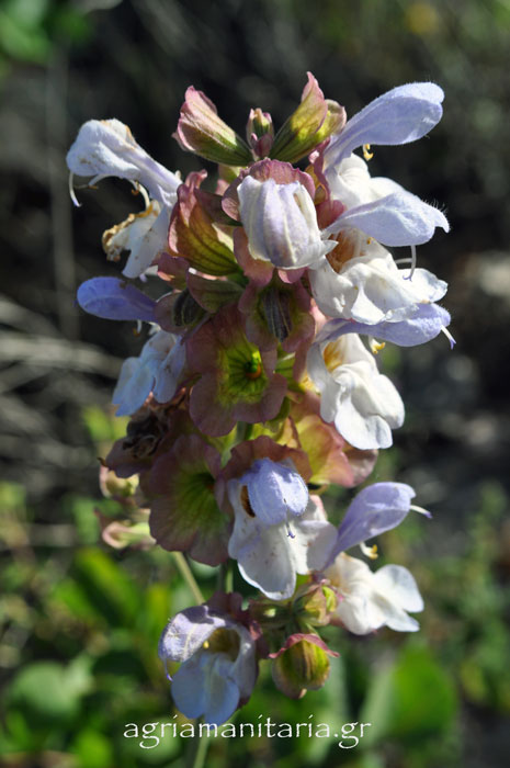 Salvia pomifera Άγριο φασκόμηλο Μηλοσφακιά Αλιφασκιά