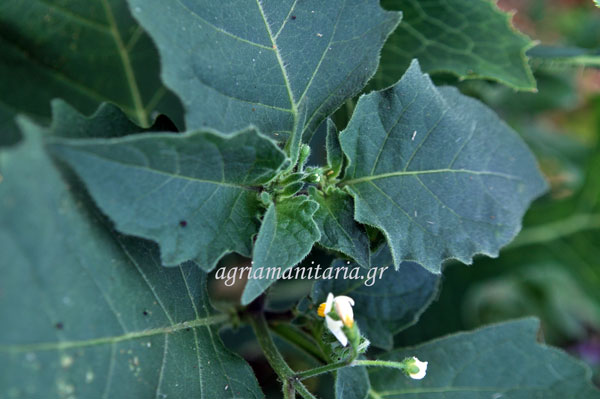 Solanum nigrum Στύφνος Αγριοντοματιά | Άγρια χόρτα Άγρια Μανιτάρια