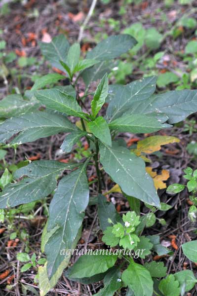 Solanum pseudocapsicum Σολάνουμ Κεράσι της Ιερουσαλήμ
