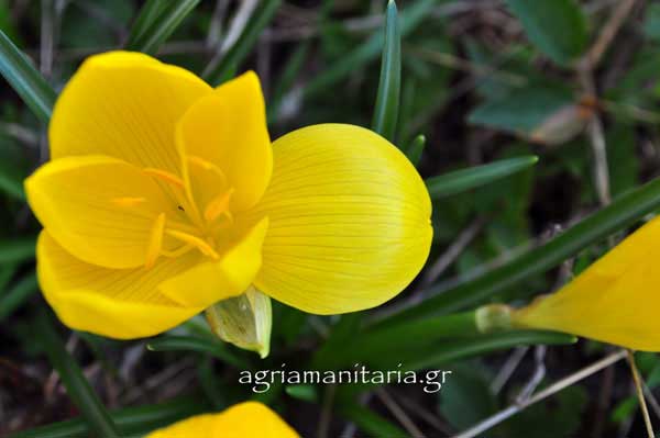 Sternbergia lutea Κίτρινο κρινάκι