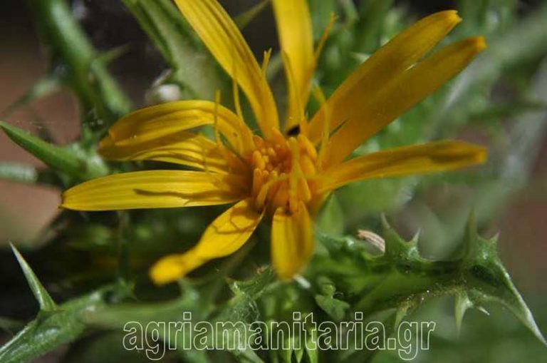 Scolymus hispanicus Ασκόλυμπρος Σκόλυμος