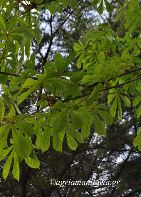 φύλλα Aesculus hippocastanum Ιπποκάστανιας Aγριοκαστανιάς