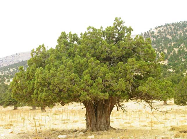 Juniperus excelsa Άρκευθος η ψηλή