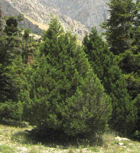 Juniperus foetidissima Μαλόκεδρο