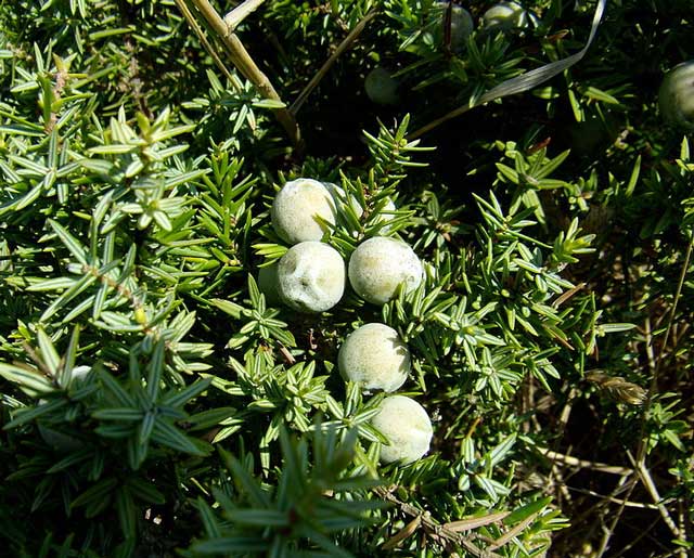 Juniperus macrocarpa Κέδρος η μακρόκαρπη
