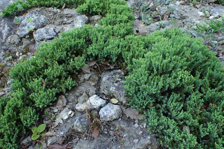 Juniperus nana Άρκευθος η νανώδης