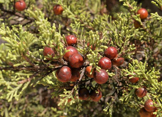 Juniperus phoenicea Θαμνοκυπάρισσο ή Άρκευθος