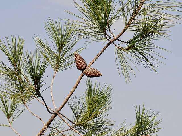 Pinus brutia Τραχεία πεύκη