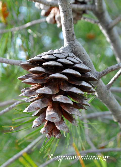Pinus halepensis Πεύκο η χαλέπιος