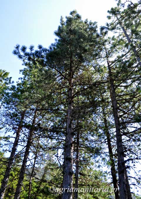 Pinus nigra Μαύρη Πεύκη