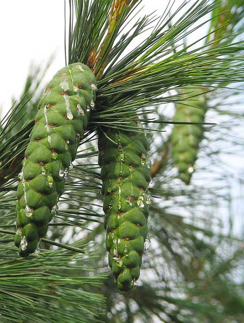 Pinus peuce Μακεδονικό πεύκο η πενταβέλονη