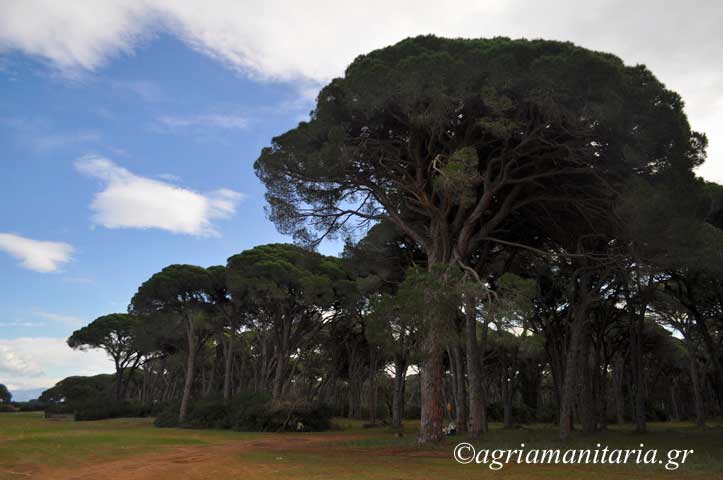 Pinus pinea Κουκουναριά