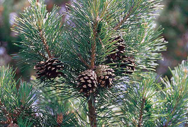 Pinus sylvestris Πεύκη η δασική