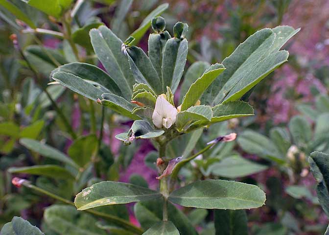 Τριγωνέλλα Trigonella foenum-graecum ανθος