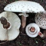 μανιταρι mushroom Chlorophyllum molybdites