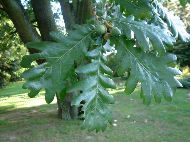 Quercus frainetto Βελανιδιά η Πλατύφυλλη