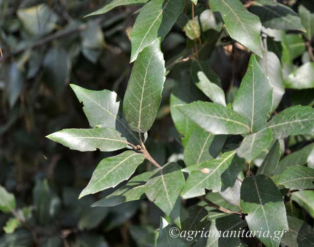 φύλλα Quercus ilex Αριάς