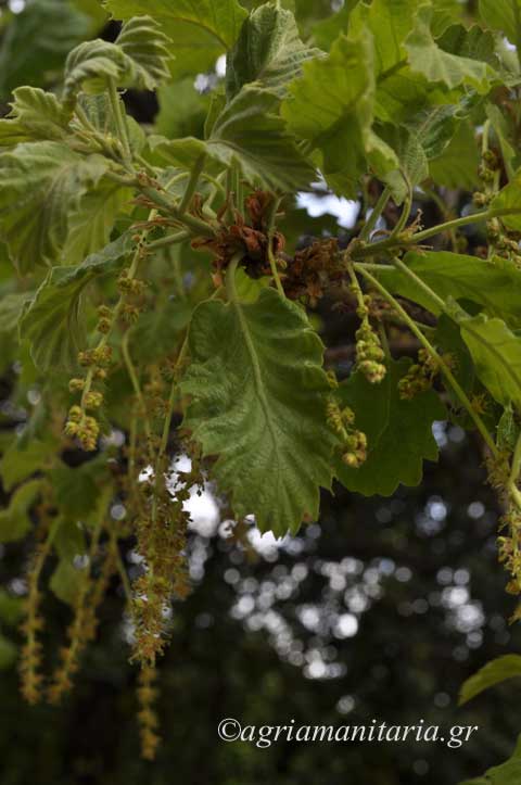 Quercus ithaburensis subsp. Macrolepis