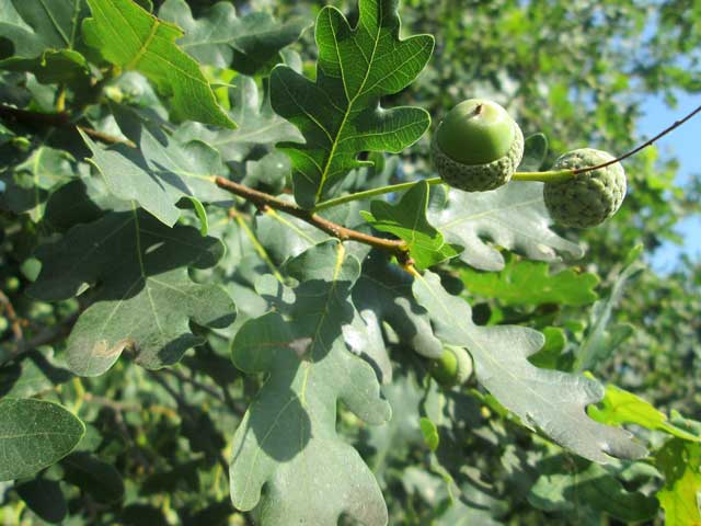 Quercus robur Ρουπάκι