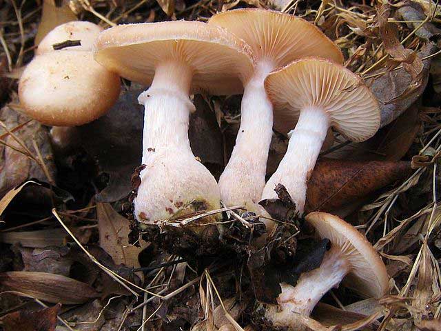 honey mushroom Armillaria gallica μανιταρι