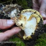 μανιταρι Lactarius intermedius mushroom