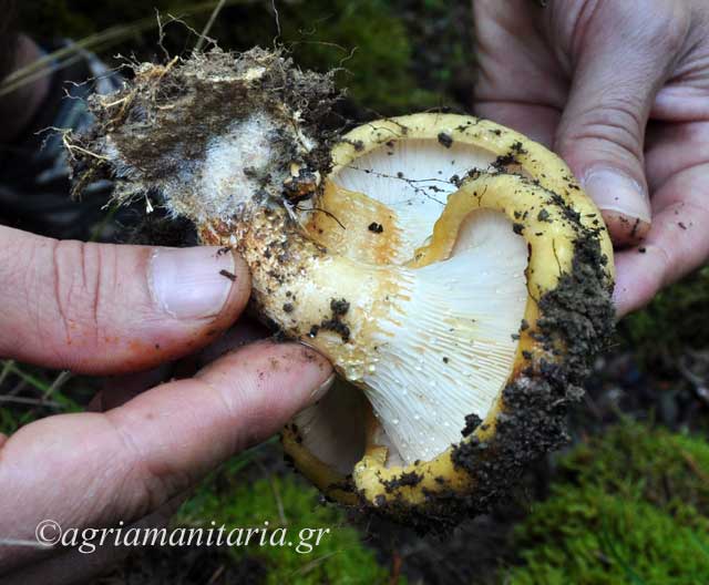 μανιταρι Lactarius intermedius mushroom