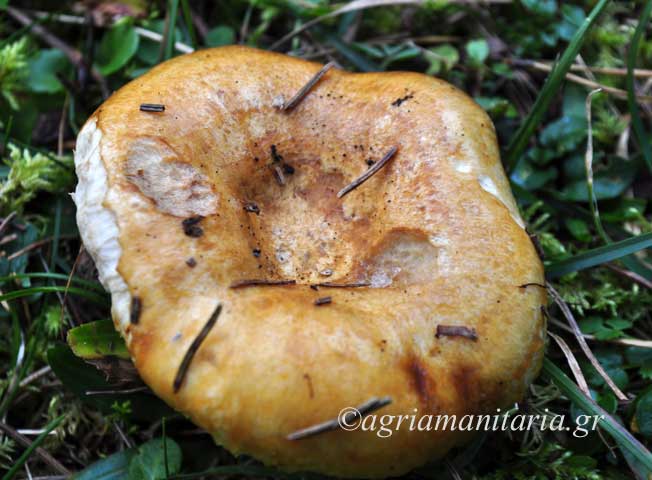 μανιταρι Lactarius scrobiculatus mushroom