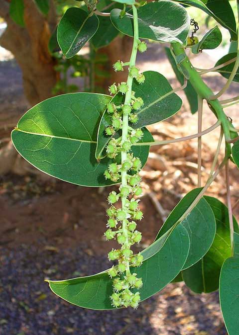 Phytolacca dioica Όμπου