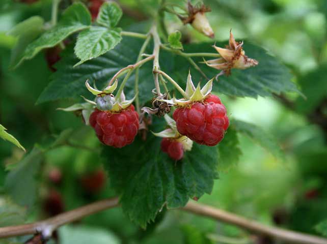 Rubus idaeus Σμέουρο
