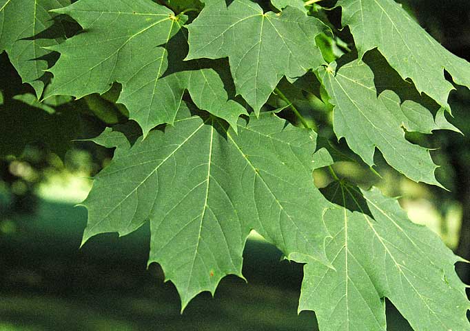 Acer platanoides Σφένδαμος ο πλατανοειδής