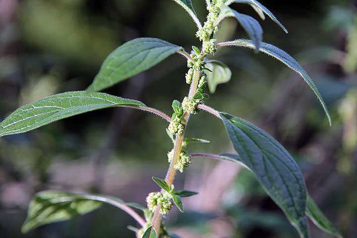 Parietaria officinalis Περδικάκι