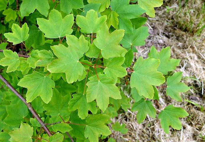 Acer hyrcanum Σφενδάμι υρκάνιο φύλλα