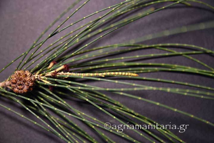 Casuarina equisetifolia Καζουαρίνα Αυστραλιανό πεύκο βελονες, ανθος καρπος