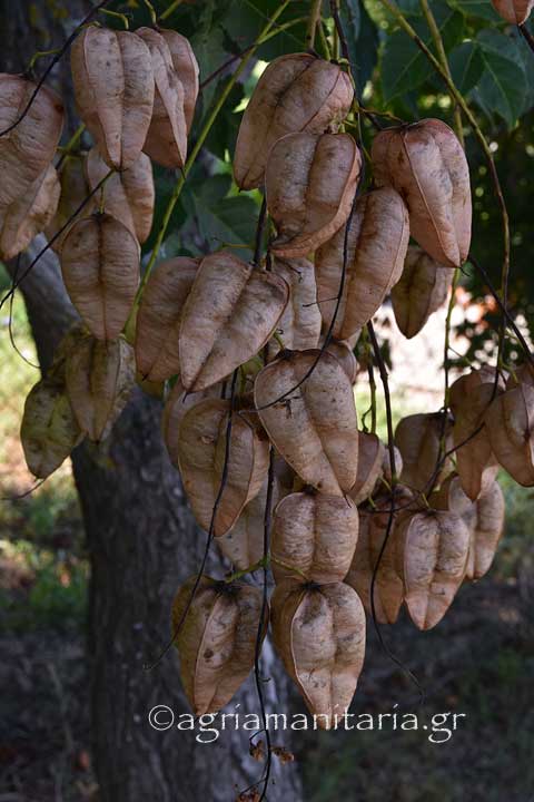 Koelreuteria paniculata Κερλετέρια καρπος ξερος