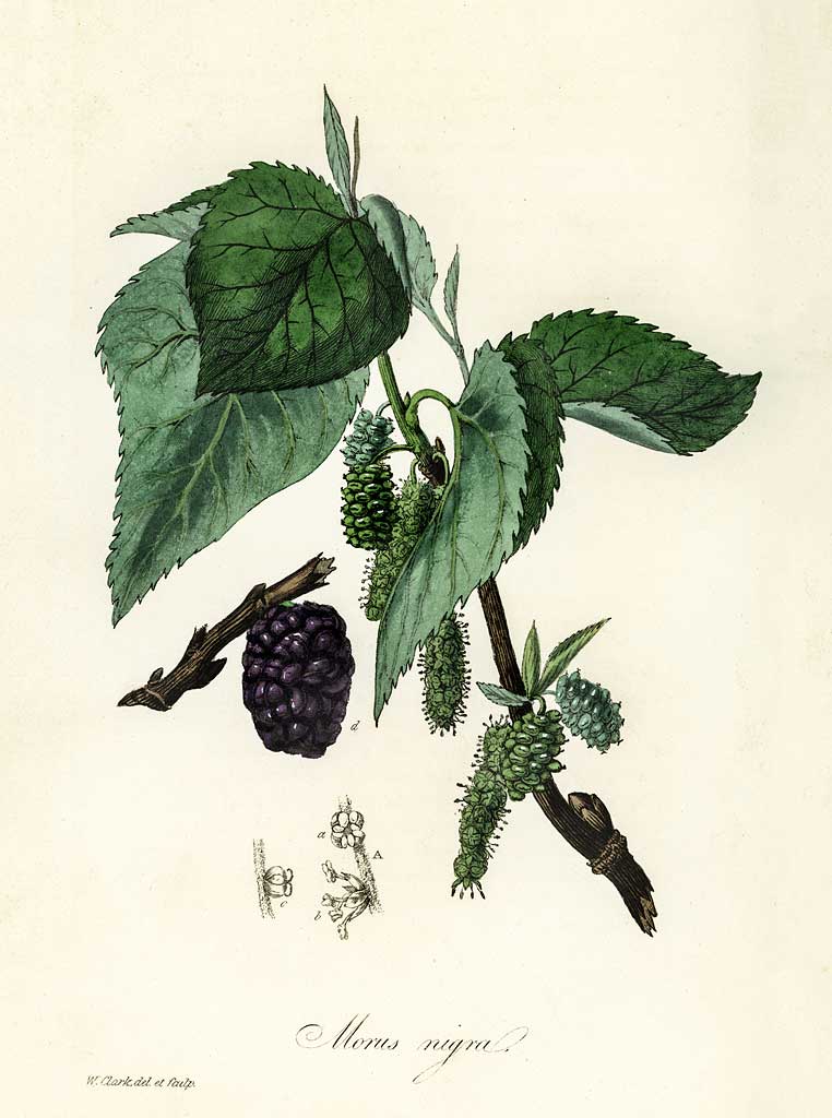 Morus nigra Μαύρη Μουριά Illustration