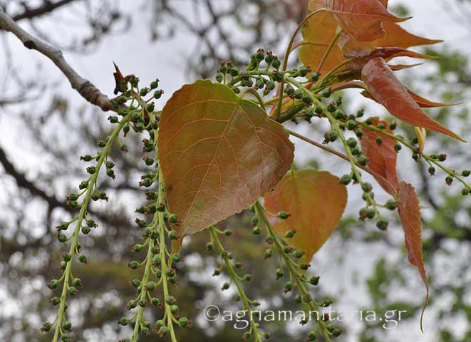 Populus nigra Μαύρη λεύκα Καβάκι φυλλο καρπος