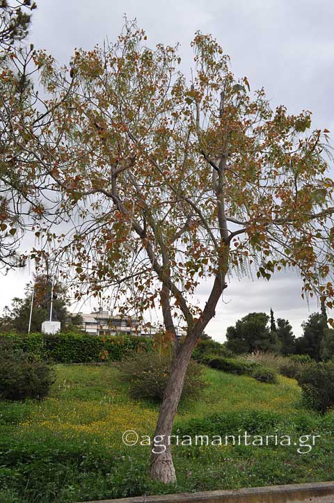 Populus nigra Μαύρη λεύκα Καβάκι δεντρο